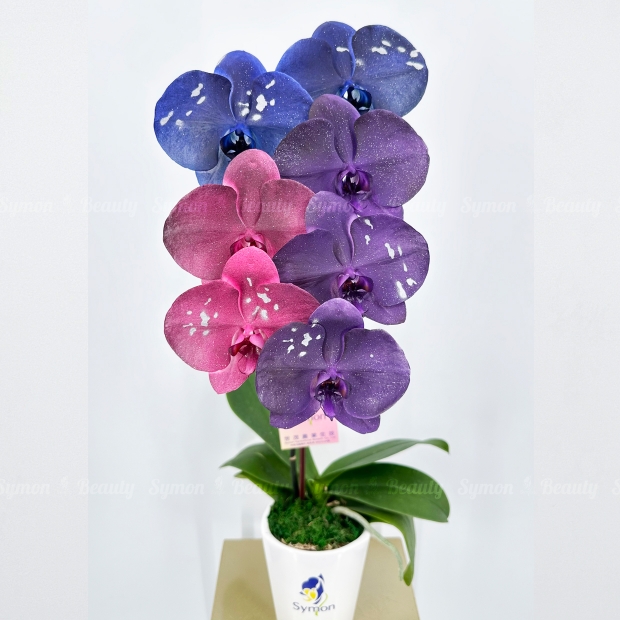 ART_ _10 桌上 1入图1 _1280.JPG