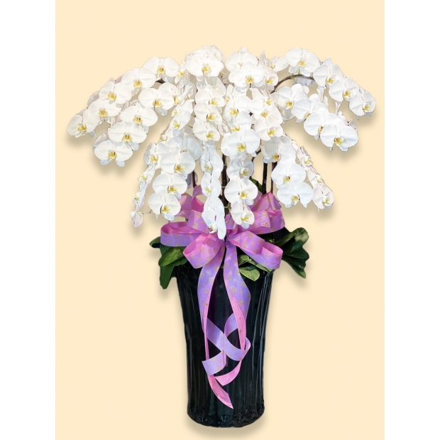 白花 11入盆 高盆_有陰影_.jpg