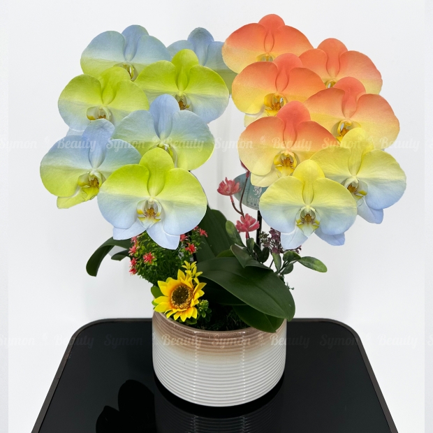 【晴陽】圖1桌上 2入_1980未編號.JPG