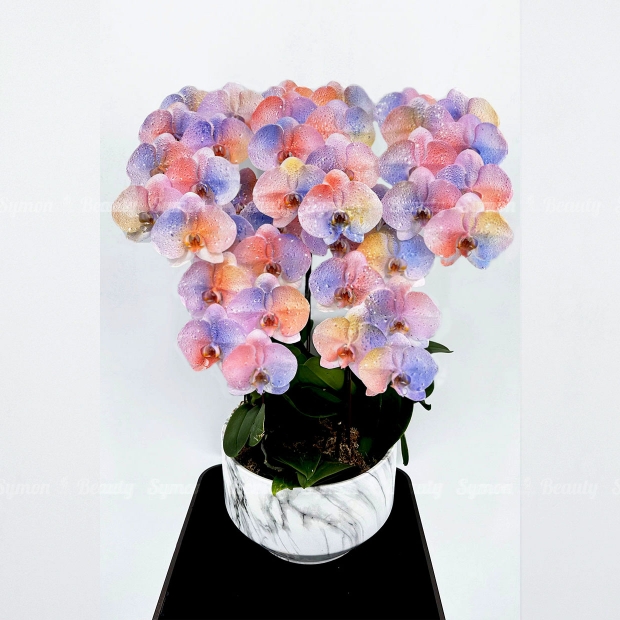 ART_03 圖1桌上5入_6600_網頁用_.jpg