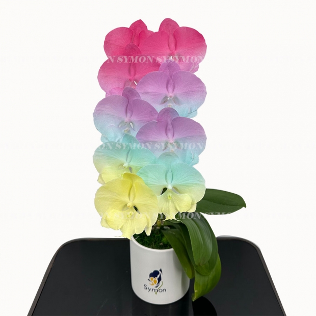 CB-F36  桌上1入_1080-1.jpg