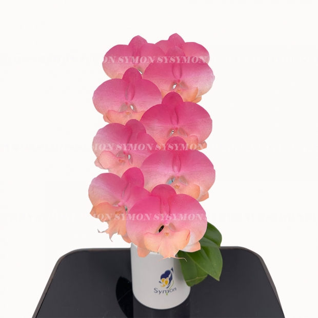 CB-F38 桌上1入_1080-1.jpg