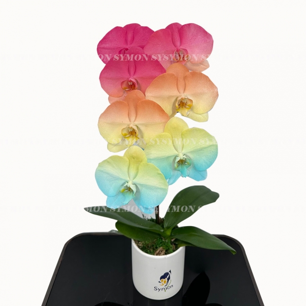 F33 桌上1入 _1080-1.jpg