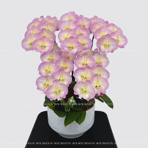 方CB-F27 桌上5入圖2 _3980.jpg