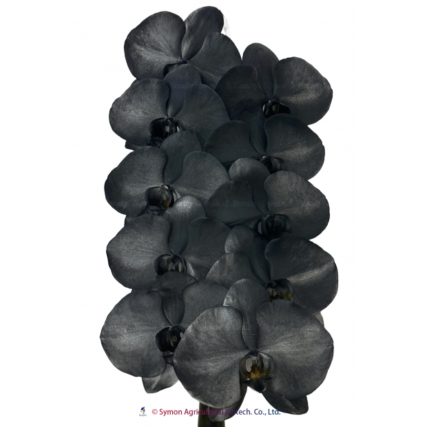 SFN-22 Black 10F.jpg