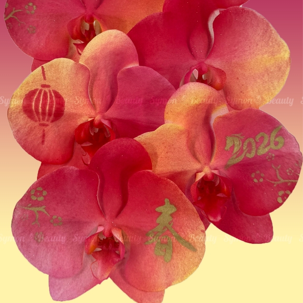 2026新春B款_桌上型二入盆__2680 _3_.jpg