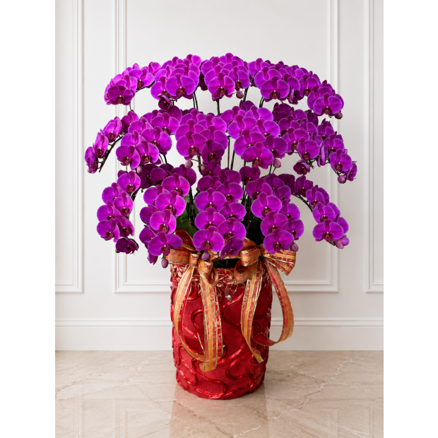 BIG CHILLI 紅花落地16入圖1 _9600.png