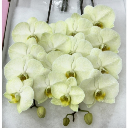 S__390094925_0 拷貝.jpg