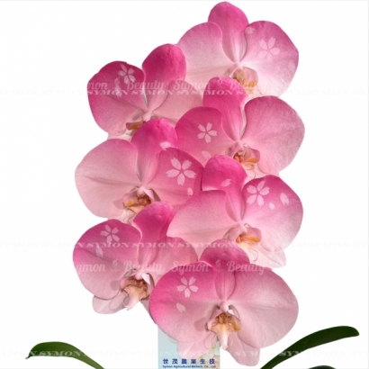 SAKURA1.jpg
