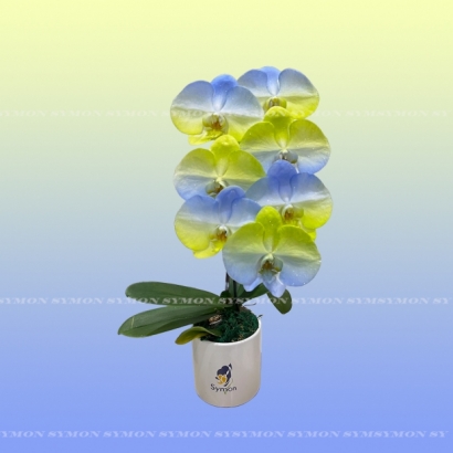 Fantasia 06.jpg