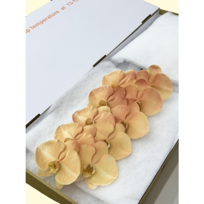 Fantasia 39 10F_白箱_.jpg