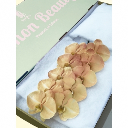 Fantasia 39 10F_綠箱_.jpg