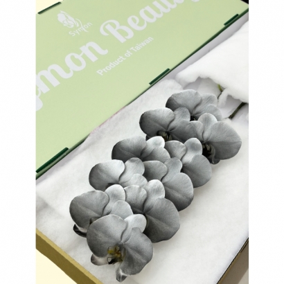 Fantasia22 10F _綠箱_.JPG