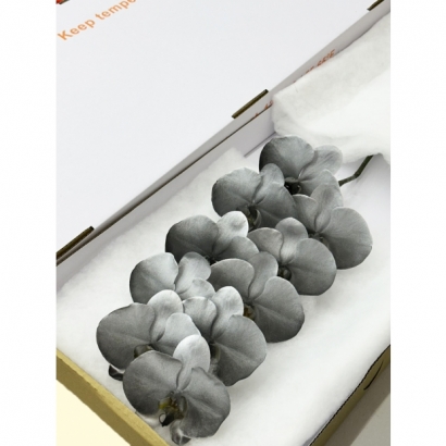 Fantasia22 10F _白箱_.JPG