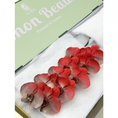 Fantasia 21 10F _綠箱_.JPG