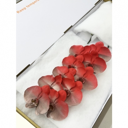 Fantasia 21 10F _白箱_.JPG