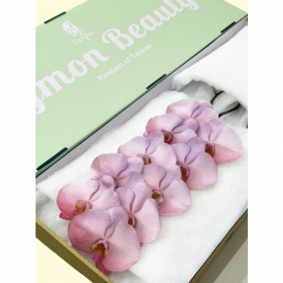 Fantasia 16 10F_綠箱_.jpg