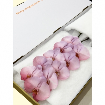 Fantasia 16 10F_白箱_.jpg