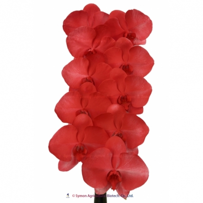 SFN-27 Flaming Orchid 10F.jpg