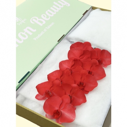 SFN-27 Flaming Orchid 10F_綠箱_.jpg