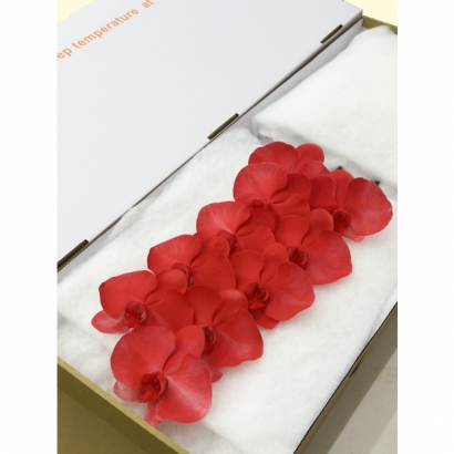 SFN-27 Flaming Orchid 10F_白箱_.jpg