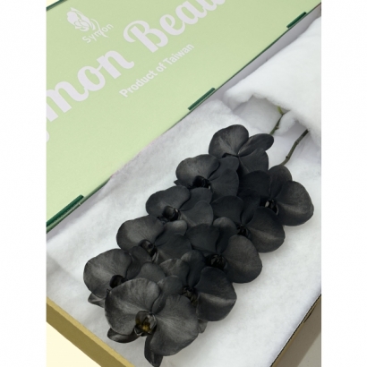 SFN-22 Black 10F_綠箱_.JPG