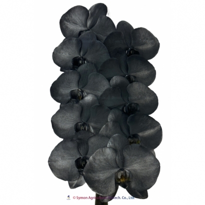 SFN-22 Black 10F.jpg