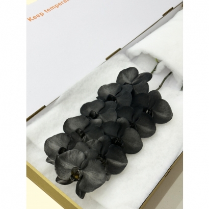 SFN-22 Black 10F_白箱_.JPG