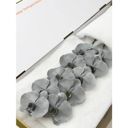 SFN-2 Metal Silver 10F_白箱_.JPG