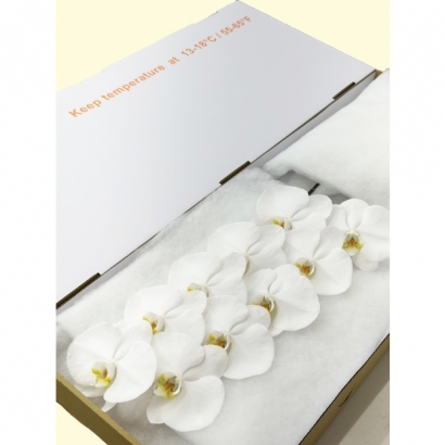 V3-White 10F_白箱_.JPG