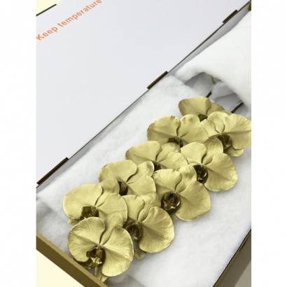 SFN-1 Metal Gold 10F_白箱_.JPG