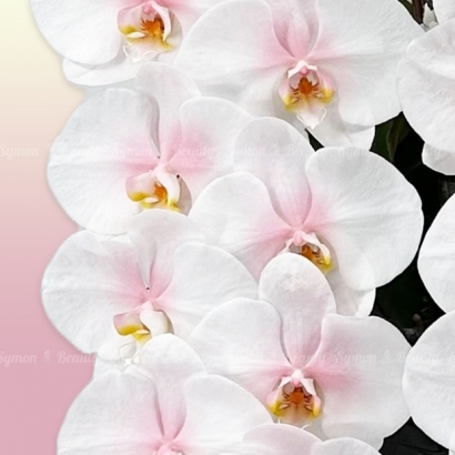 【粉墨花影】   串連 落地盆 圖3 _12800.JPG