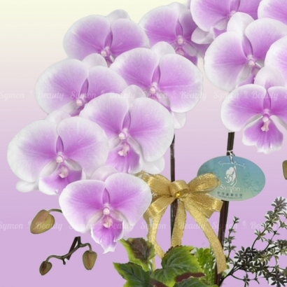 【季節限定-粉色唇瓣】兩入桌上型 _1280_0.jpg