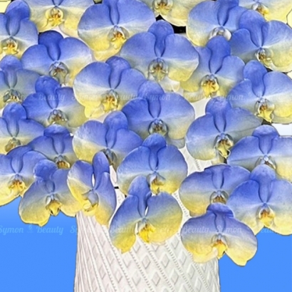 【友誼之蘭】   串連 落地盆 圖2 _15800.JPG