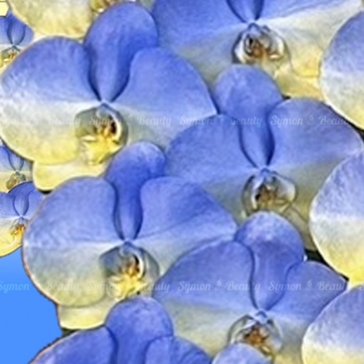 【友誼之蘭】   串連 落地盆 圖3 _15800.JPG