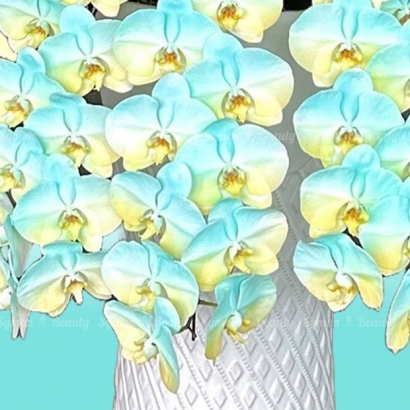 【蘭舞希望】   串連 落地盆 圖2 _15800.JPG