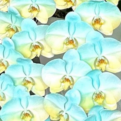 【蘭舞希望】   串連 落地盆 圖3 _15800.JPG