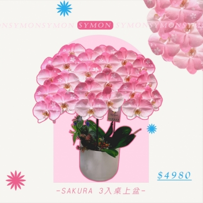 SAKURA.jpg