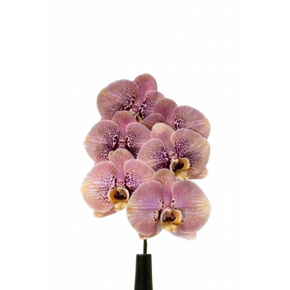 FunColour04-O TYO212染橘.jpg