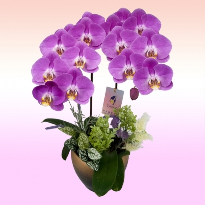 【季節限定-粉花白芯】兩入桌上型 _1280.jpg