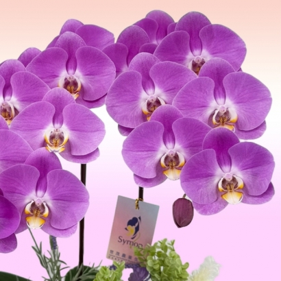 【季節限定-粉花白芯】兩入桌上型 _1280_0.jpg