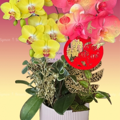 2026新春B款_桌上型二入盆__2680 _2_.jpg