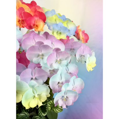Gemini_Generated_Image_597mgx597mgx597m.png
